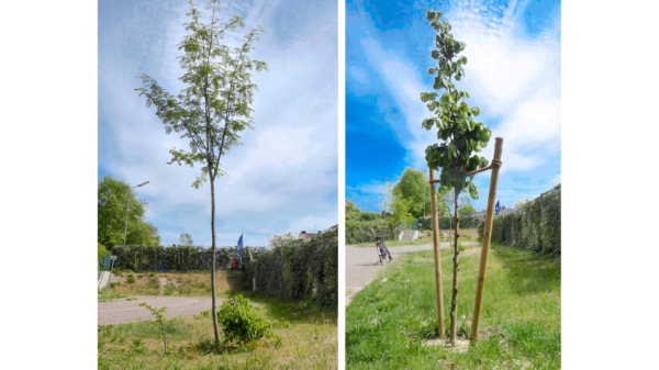 Bilder der beiden SPD-Bäume